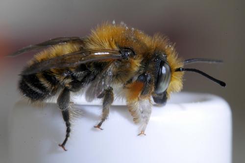 Megachile willughbiella